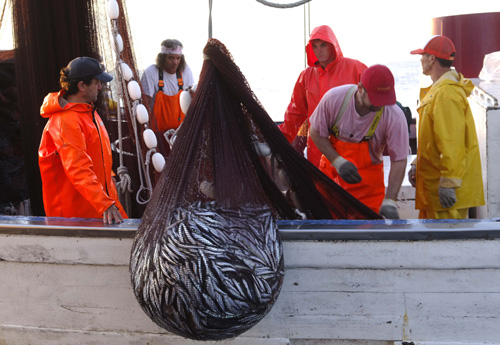 Tunolovac, izvlačenje mreže inćuna za mamac tunama