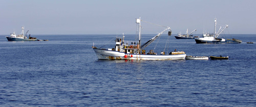 Hrvatska flota čeka tune u akvariju otoka Jabuke