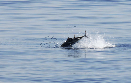 Tunolov: Tuna u lovu na inćune u akvatoriju otoka Jabuka