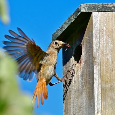 Nastanite ptice u vrtu: Kako napraviti kućice za ptice i hranilice