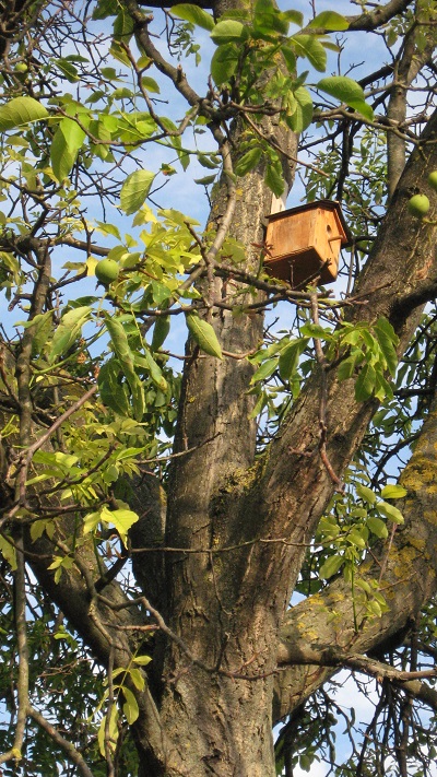 Kućica za ptice na stablu oraha
