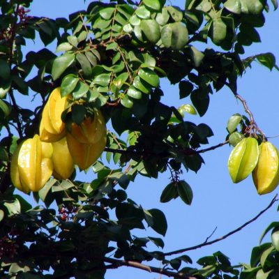 Kako da sami uzgojite egzotično voće iz sjemenki