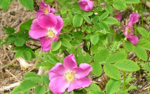 Vlašićka ruža, Rosa alpinii