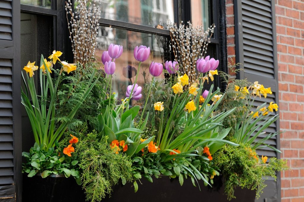 Proljetno cvijeće na balkonu: tulipan i narcisi s dragoljubom