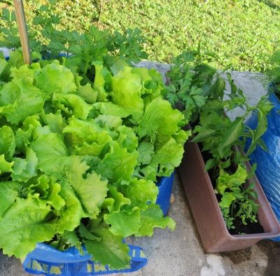 BALKONSKI VRT: Salata, mrkva i paprika uzgojeni u IKEA torbama
