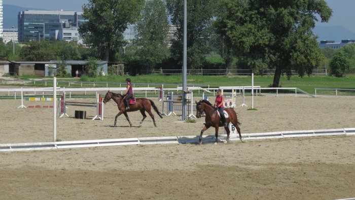 Zagrebački hipodrom, konji