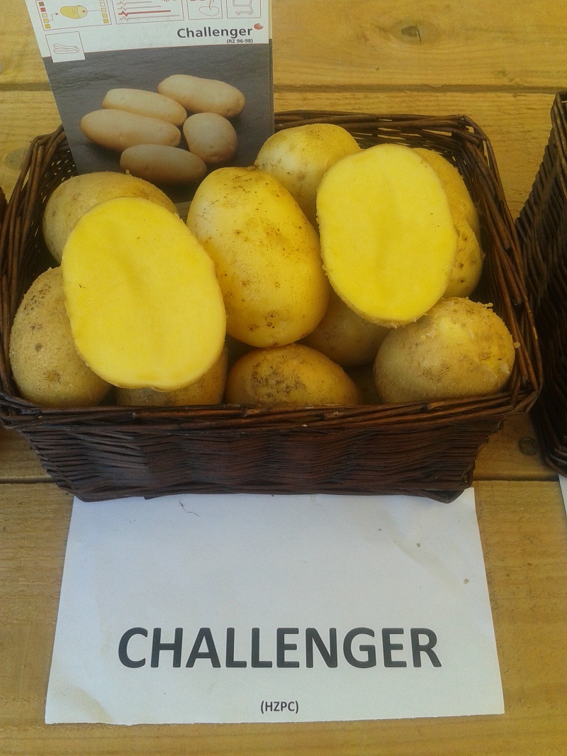 Krumpir Challenger