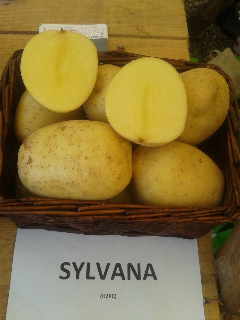 Krumpir Sylvana