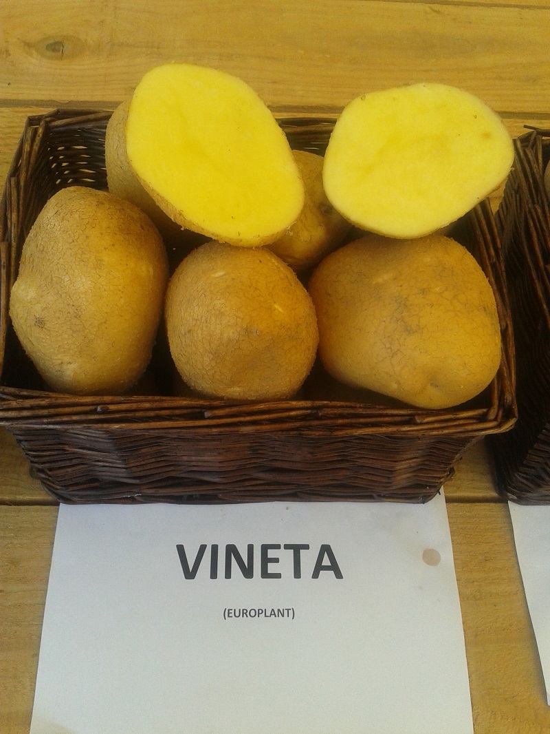 Krumpir Vineta