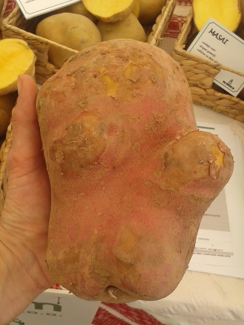 Krumpir stvarno veliki