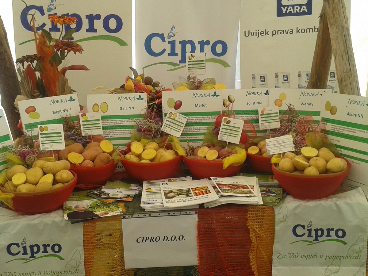 Sjemenski krumpir šest vrsta tvrtke Cipro