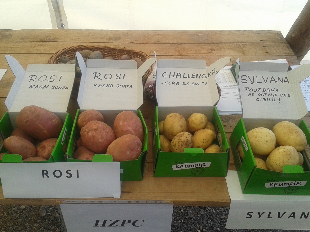 Sjemenski krumpiri nizozemske tvrtke HZPC