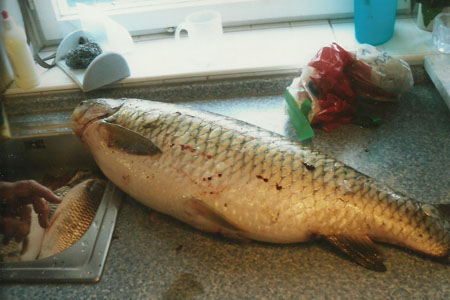 Kako sam ulovio najveću ribu u svom životu Amuru monstrumu prethodilo je pet plotica