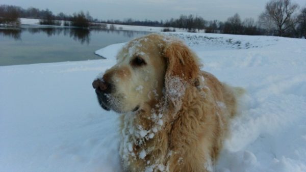 Zlatni retriver Aro uživa u snijegu