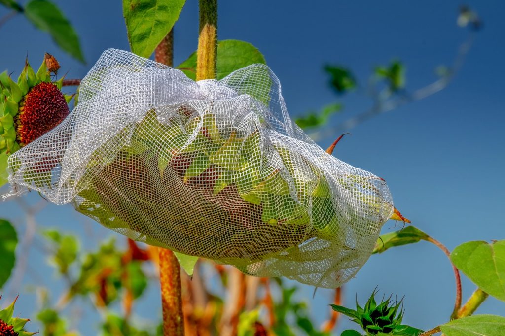 Zaštita suncokretovih sjemenki od ptica mrežicom prije berbe
