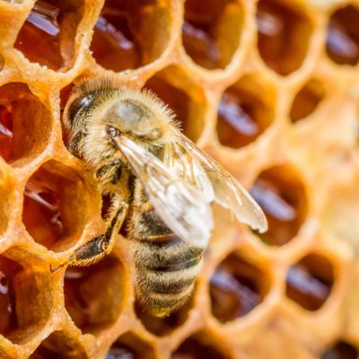 Pčela na saću s medom