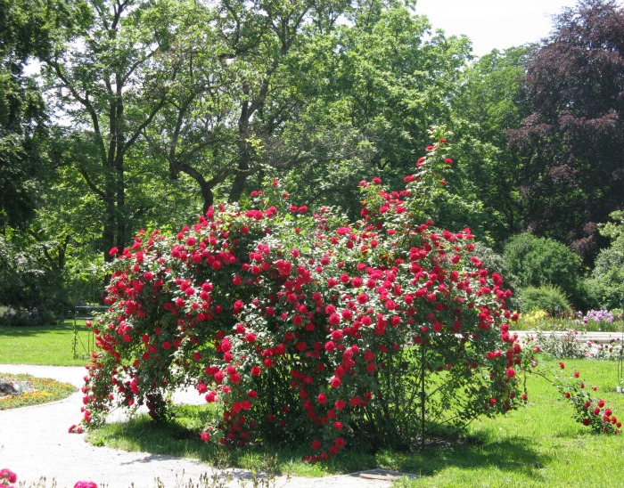 Grm ruža u Botaničkom vrtu u Zagrebu