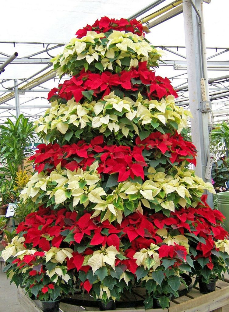 Božićna dekoracija u obliku bora s različitim bojama listova božićne zvijezde 