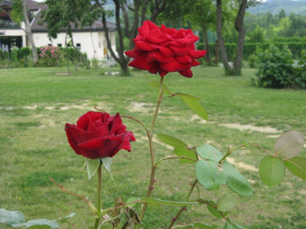 Crvena ruža, Turopolje