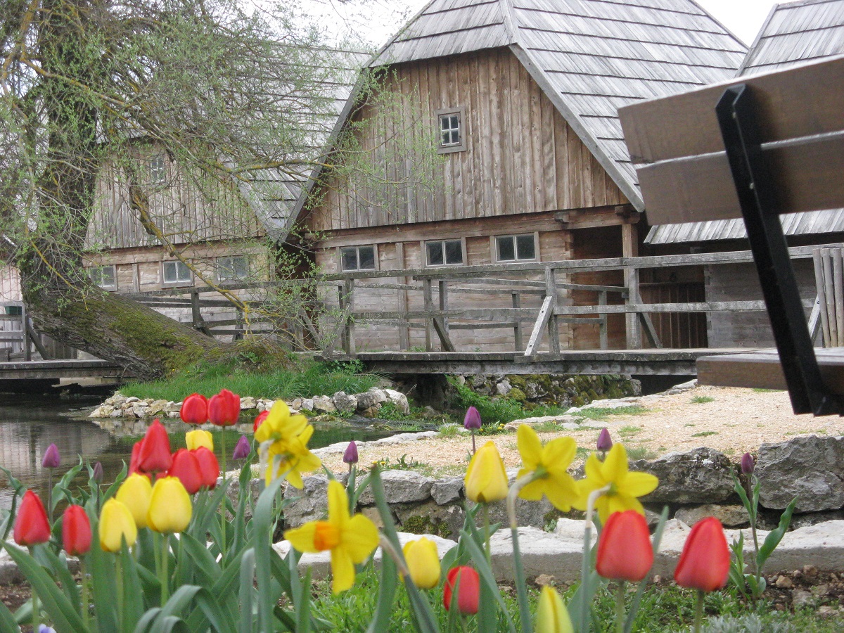 Dolina Gacke tulipani uz tradicijsku drvenu kuću