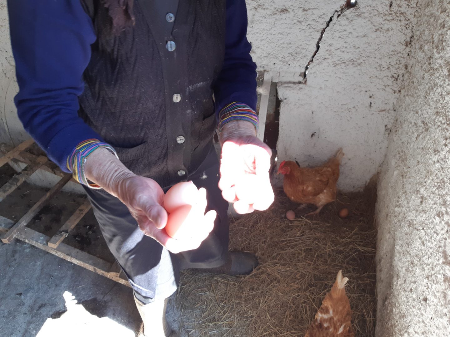 Jaja iz slobodnog uzgoja od domaćih kokoši FB Kosinjski Bakovac