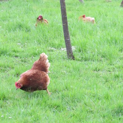 SUPERHRANA: Sirovi žumanjak jaja iz prirodnog uzgoja