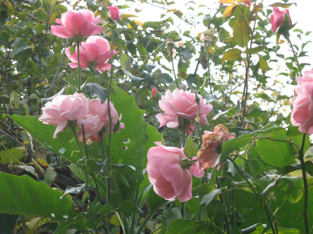 Grm ruža, Ludlow, Engleska