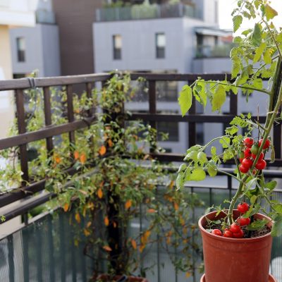 POVRTNJAK U STANU: Što uzgajati na balkonu
