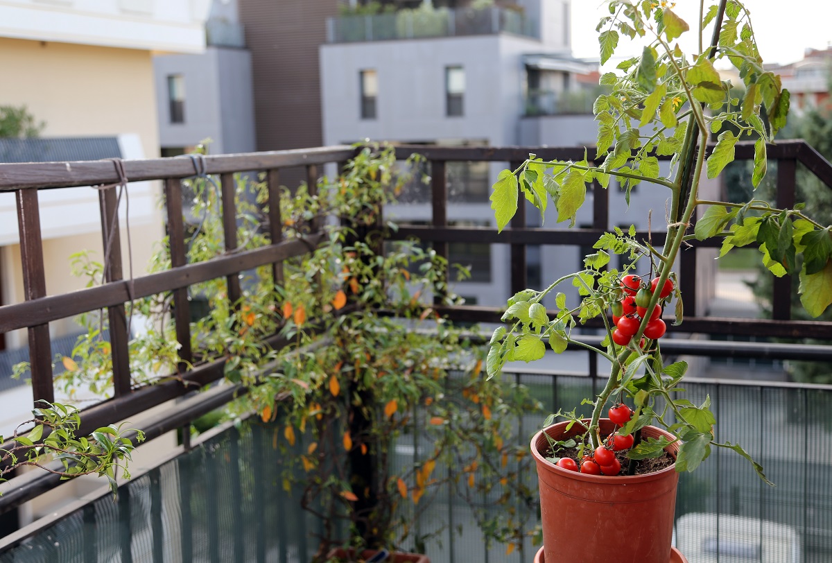 Rajčica u tegli na balkonu