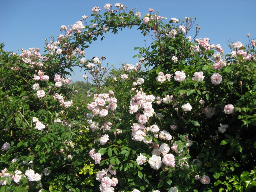 Ruža penjačica, Conimbriga, Portugal