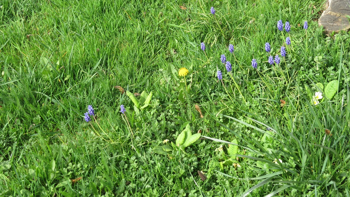 Plava presličica raste na travnjaku