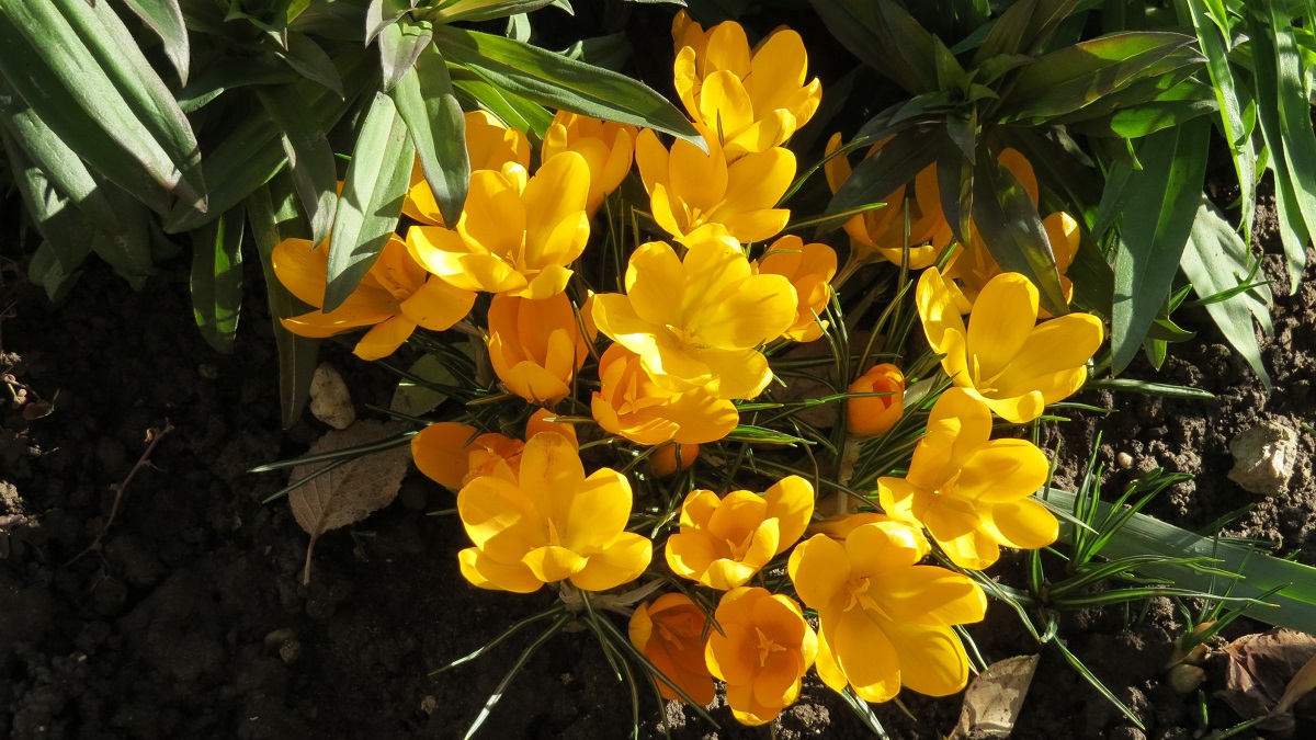 Proljetni šafran u cvatu, žuti kultivar u vrtu