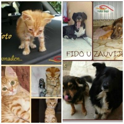 RUKA ŠAPI: Dobrotvorna aukcija za napuštene pse i mačke