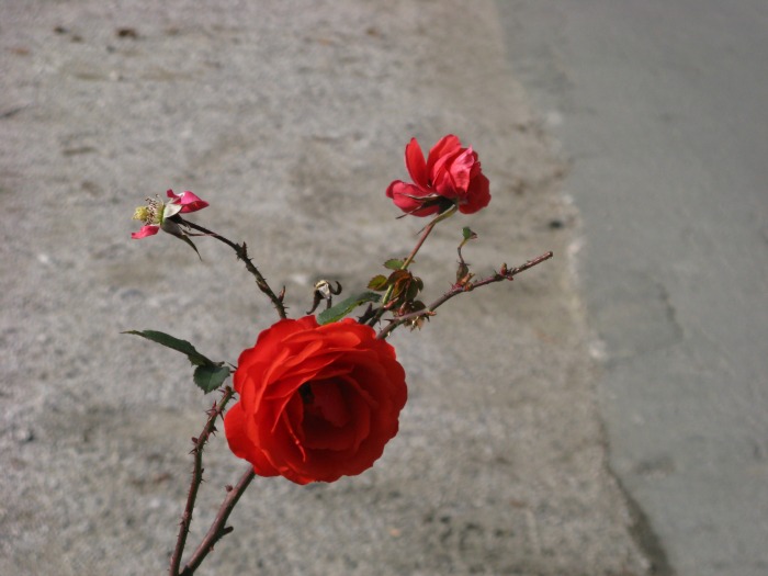 Ruža, Samoborsko gorje