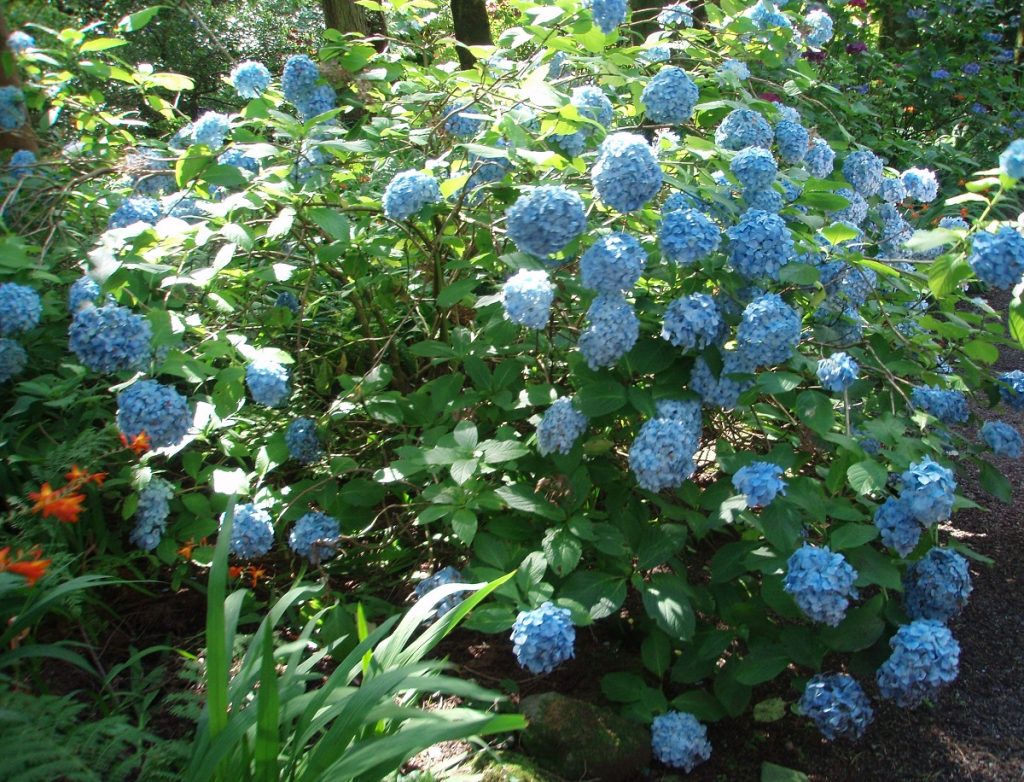 Svjetlo plavi cvijet hortenzije