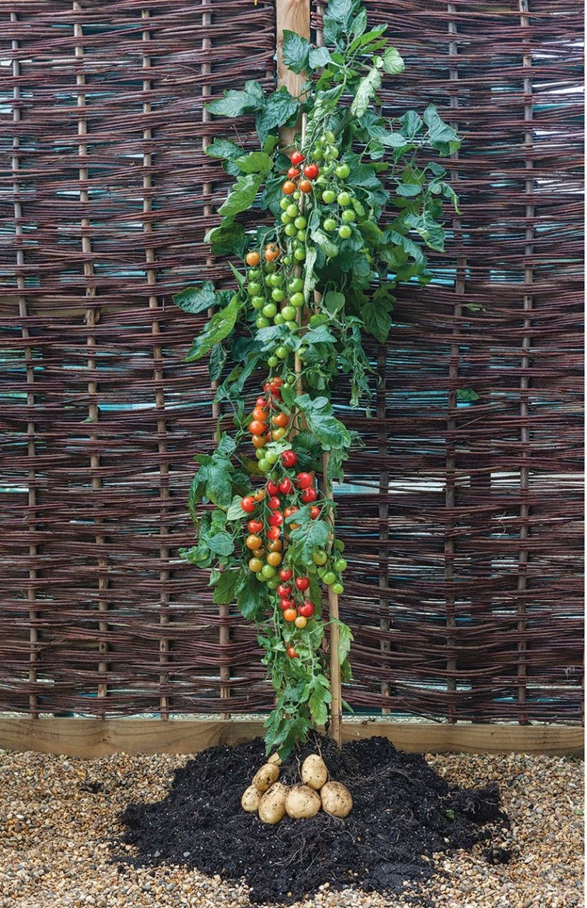 POVRTNJAK U STANU: Što uzgajati na balkonu TomTato
