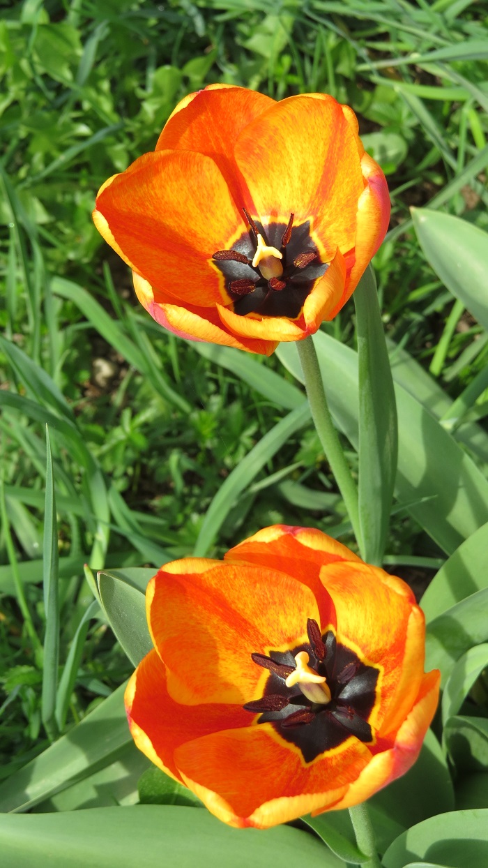 Tulipani s cvijetom u obliku pehara