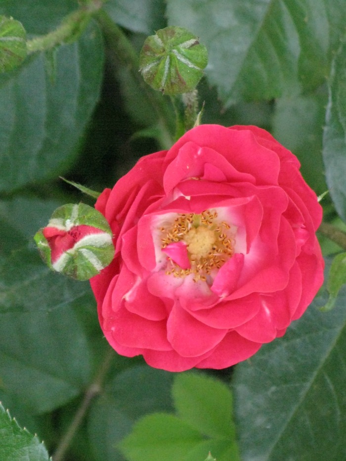 Ruža, Windsor, Engleska