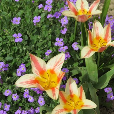 TULIPANI: Veliki proljetni cvjetovi u svim bojama, nezahtjevni za uzgoj i njegu