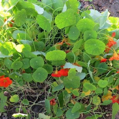 DRAGOLJUB: Lijep cvijet, ukusna salata i zaštitnik u organskom vrtu