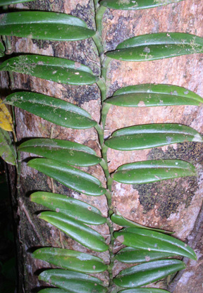Scindapsus treubii - penjačica u malezijskoj prašumi