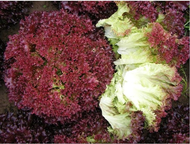 Zelena salata crvenih listova Lollo Rossa za rezanje listova i bočnih rozeta