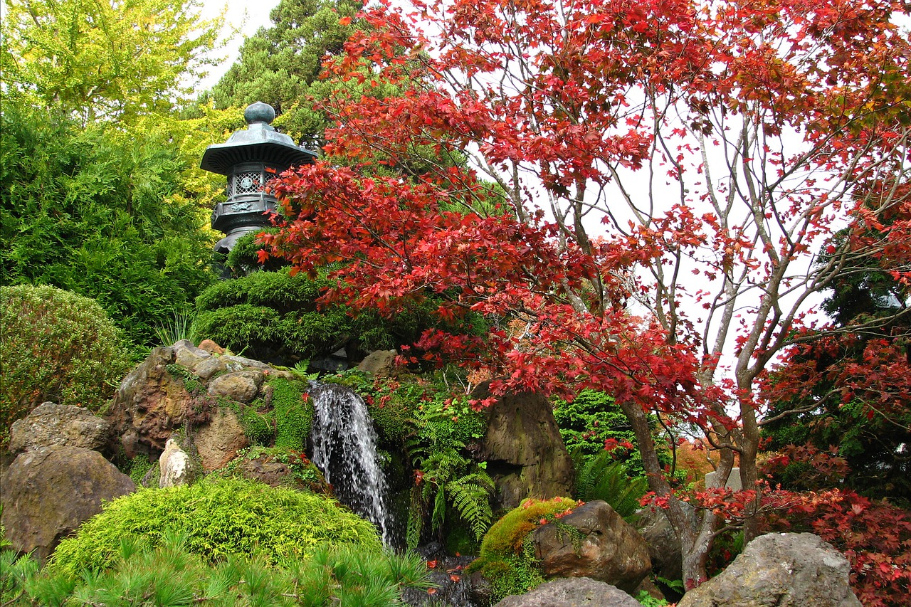 Kontrasti boja u zen vrtu - crvenolisni javor i mahovina
