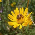 Pčela na žutom livadnom cvijetu