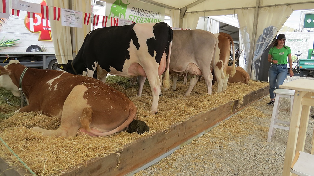 Ponos Austrije - kravice Rinderzucht na sajmu Gudovac 2022