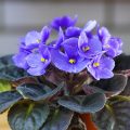 Afrička ljubičica - klasična biljka plavoljubičastog cvijet