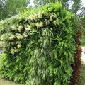 Zeleni vertikalni vrt s paprati