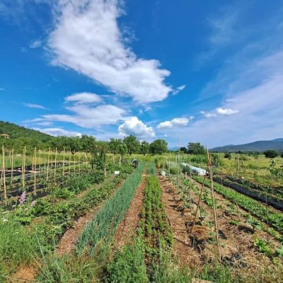 POZIV: Edukativni obilazak regenerativne mikrofarme za biointenzivnu proizvodnju povrća kraj Splita