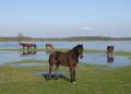 LONJSKO POLJE: Savršeni obiteljski izlet u zelenoj dolini Herds of free Posavina horses live in Lonjsko polje Posavski konji u Lonjskom polju