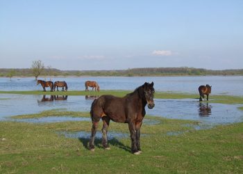 Posavski konji u Lonjskom polju